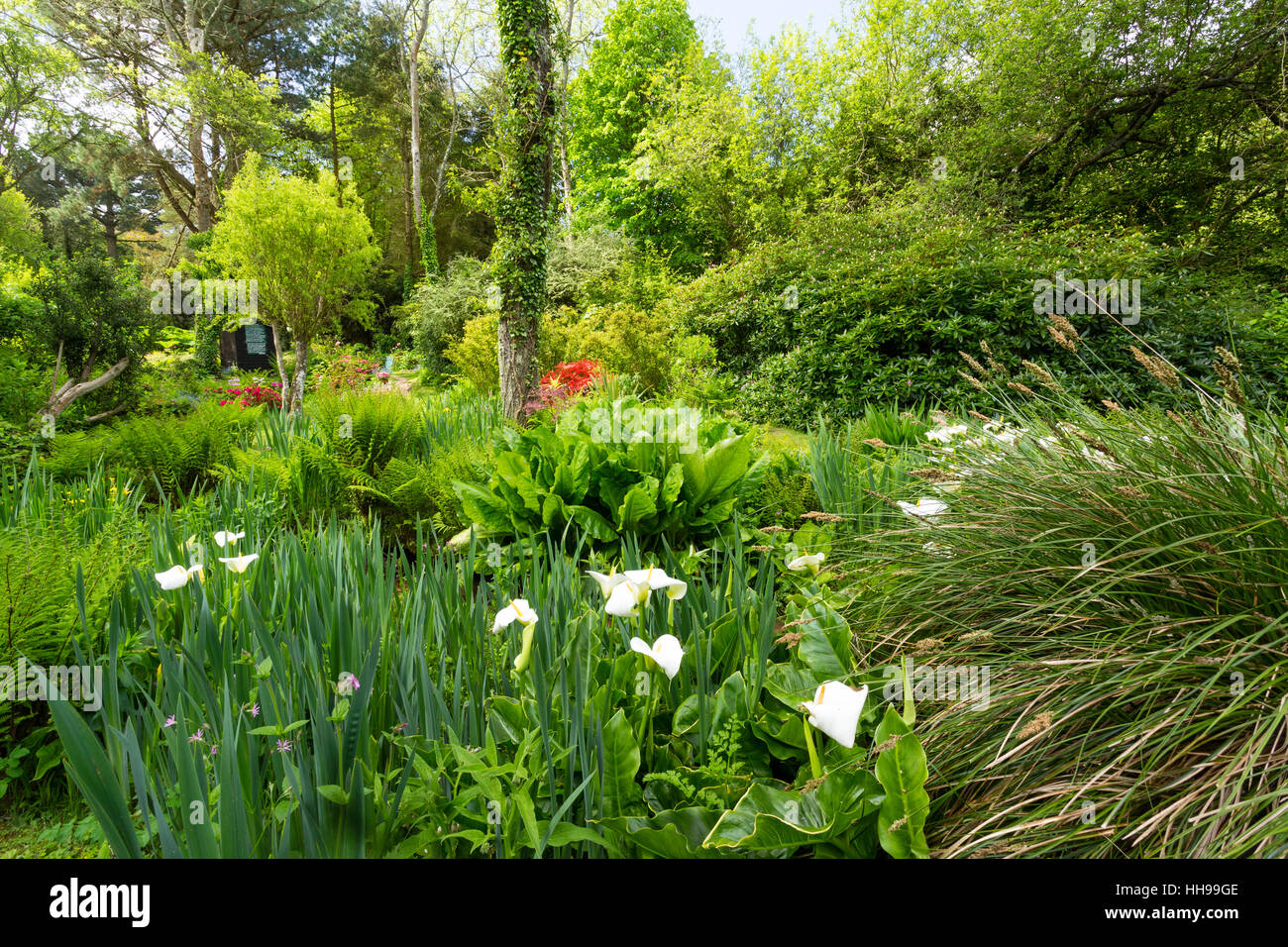 Garden in homage to Jacques Prévert. France, Manche , Saint-Germain-des-Vaux, calla lily (Zantedeschia aethiopica), large leaves of Lysichiton... Stock Photo