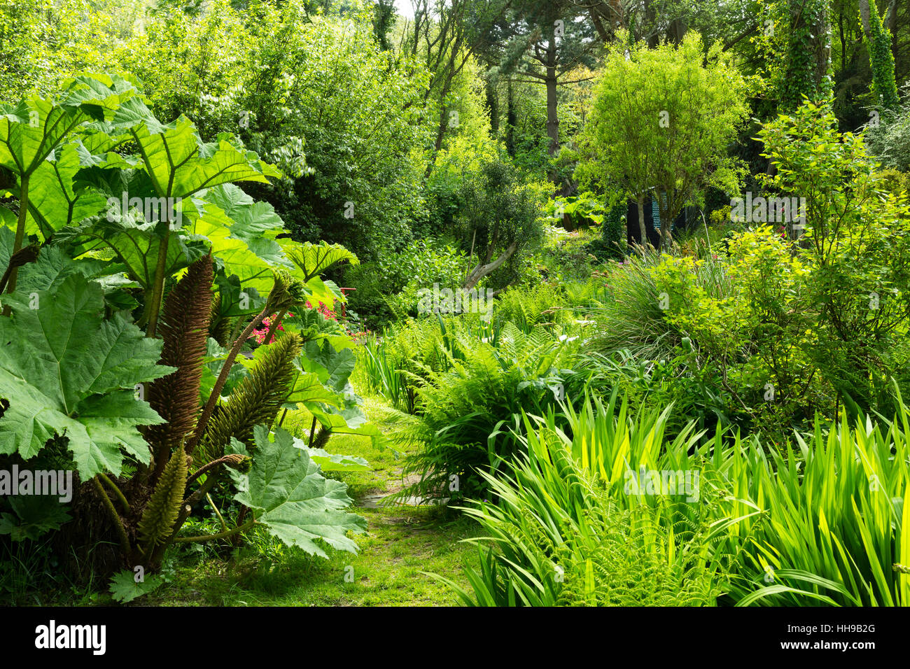 Understory of ferns hi-res stock photography and images - Alamy