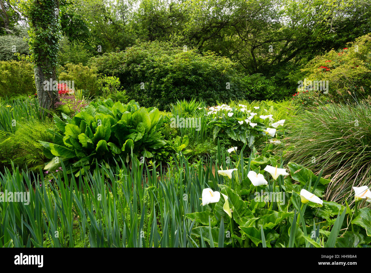 Garden in homage to Jacques Prévert. France, Manche , Saint-Germain-des-Vaux, calla lily (Zantedeschia aethiopica), large leaves of Lysichiton... Stock Photo