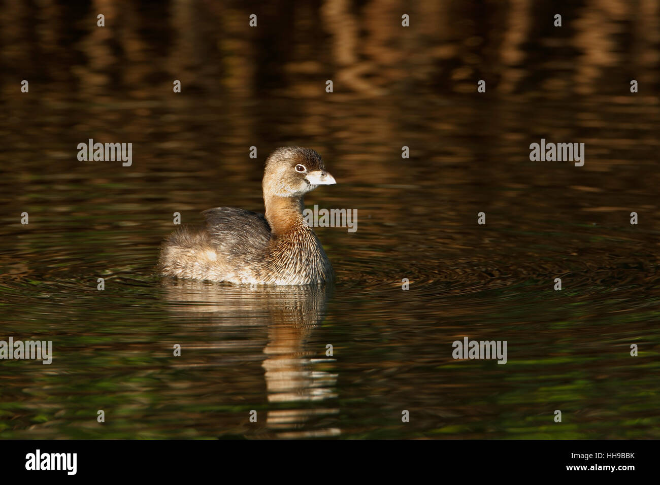 Pied-billed grebe (Podilymbus podiceps) in water in early morning light, Ding Darling NWR, Florida, USA Stock Photo