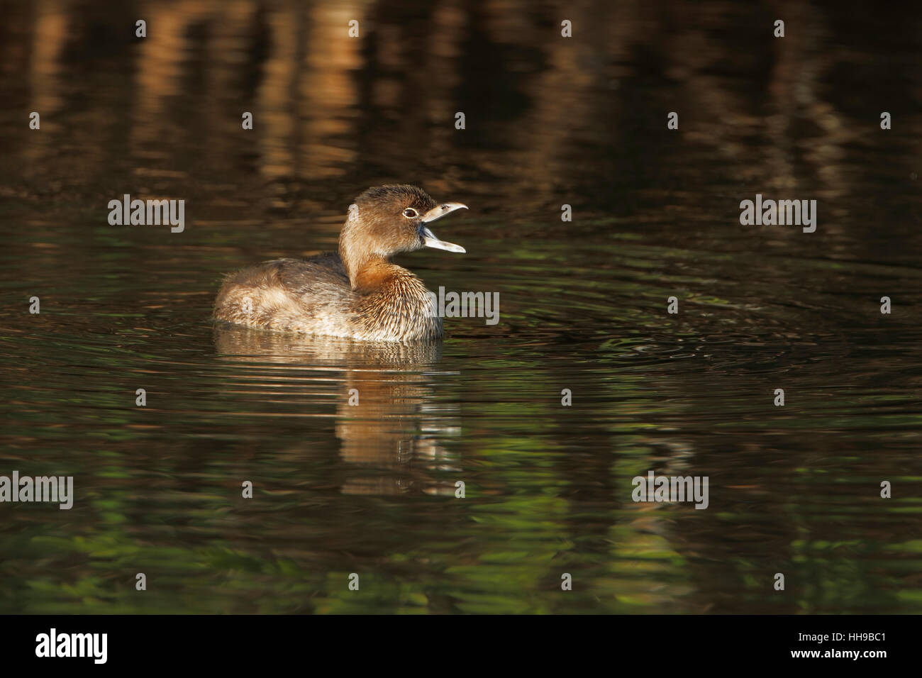 Pied-billed grebe (Podilymbus podiceps) in water with open beak in early morning light, Ding Darling NWR, Florida, USA Stock Photo