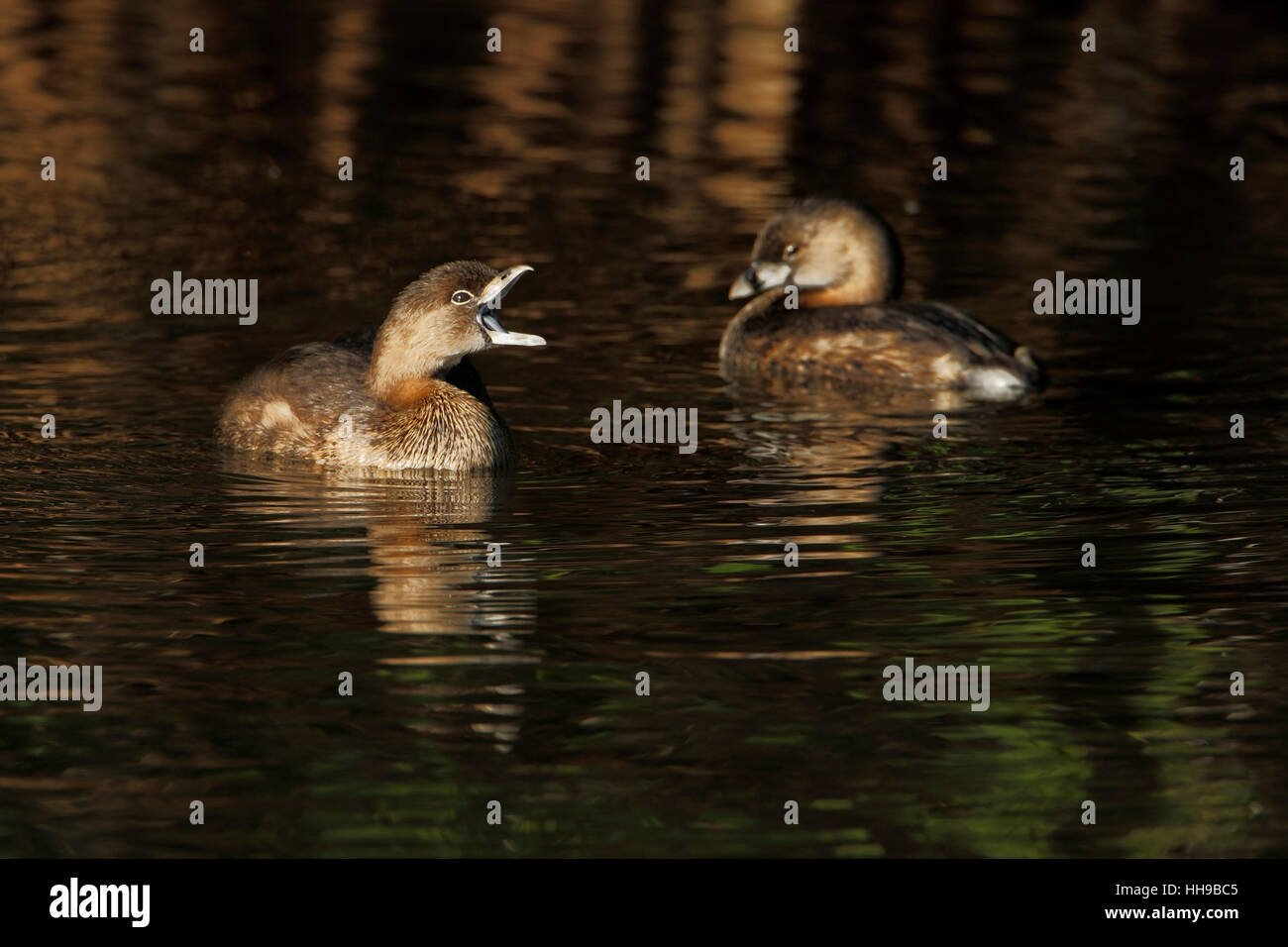 Pied-billed grebe (Podilymbus podiceps) in water with open beak in early morning light, Ding Darling NWR, Florida, USA Stock Photo