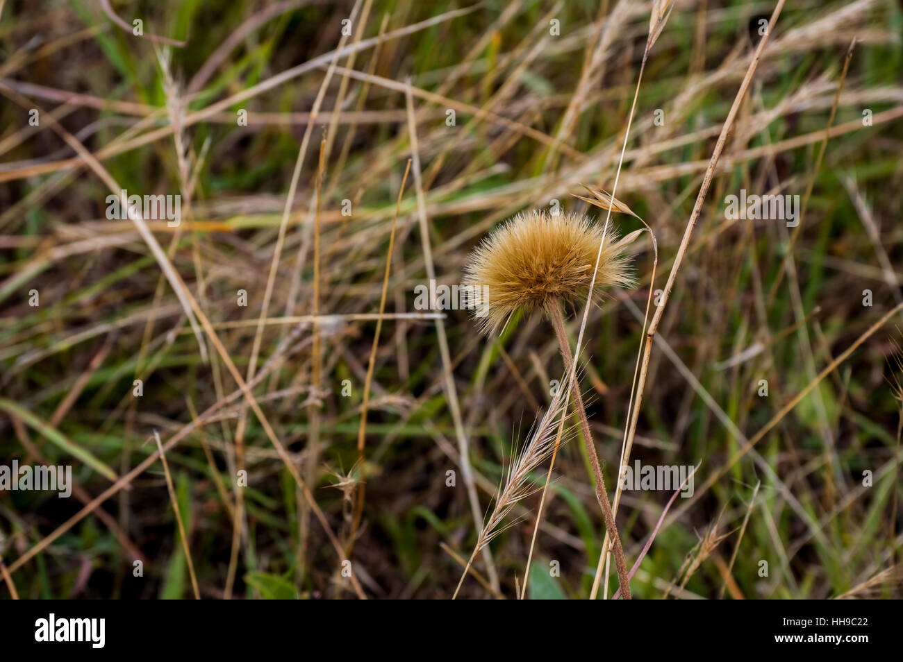 Wild grass field Stock Photo