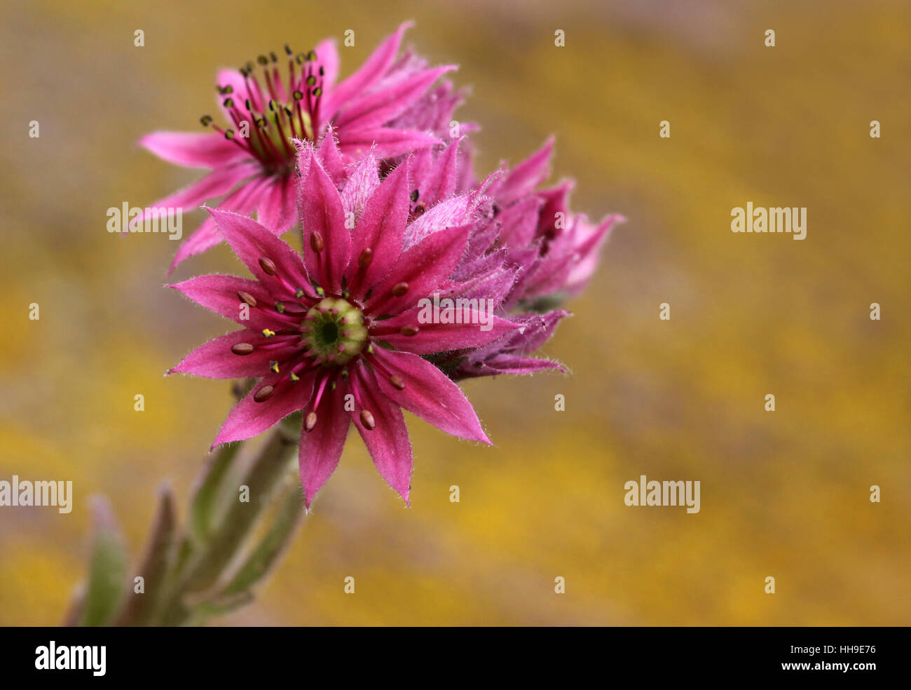 pink, flower, flowers, plant, ocher, damask rose, yellow, pink, Stock Photo