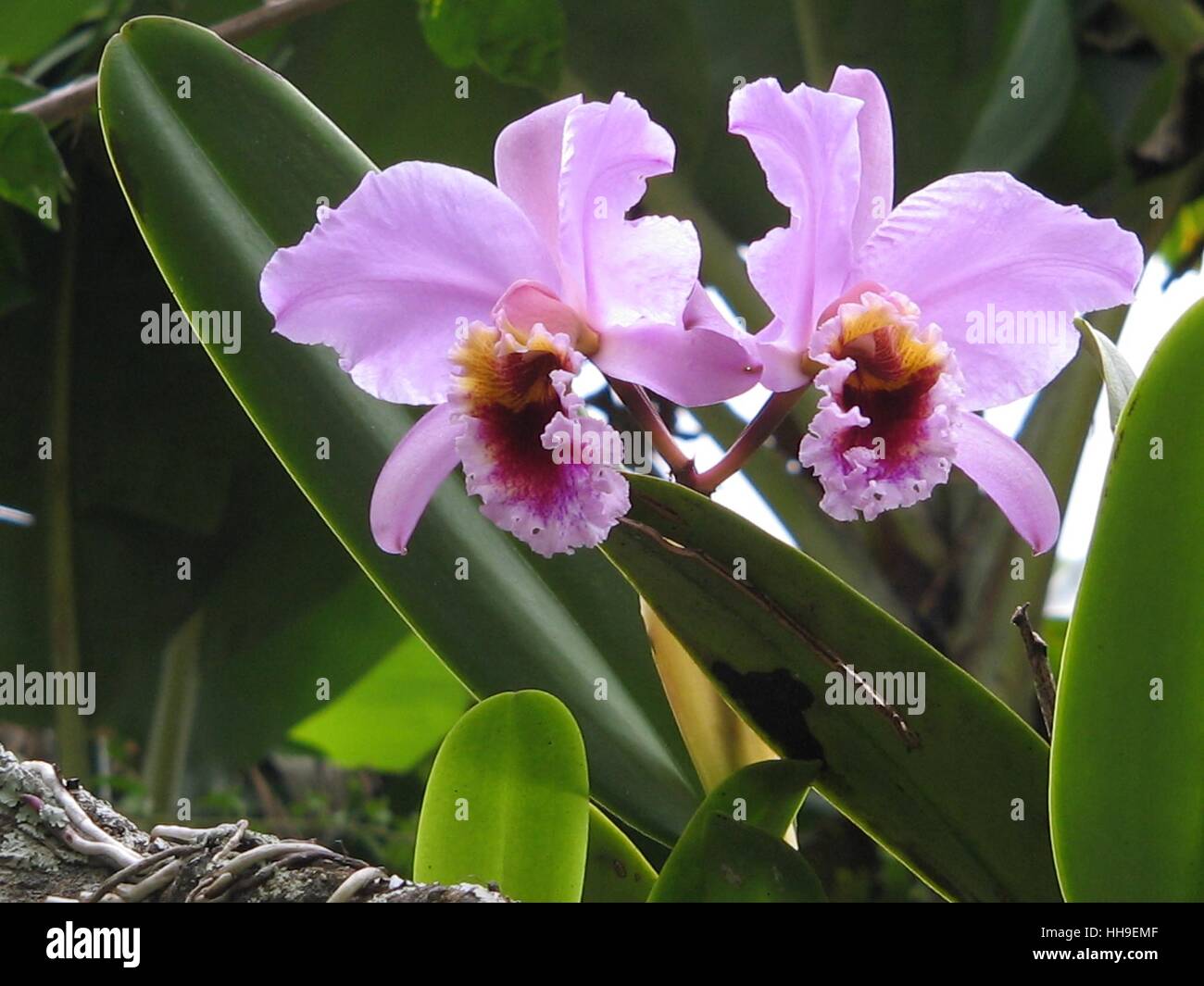 Cattleya mossiae. This species is the national flower of Venezuela since 1951. Stock Photo