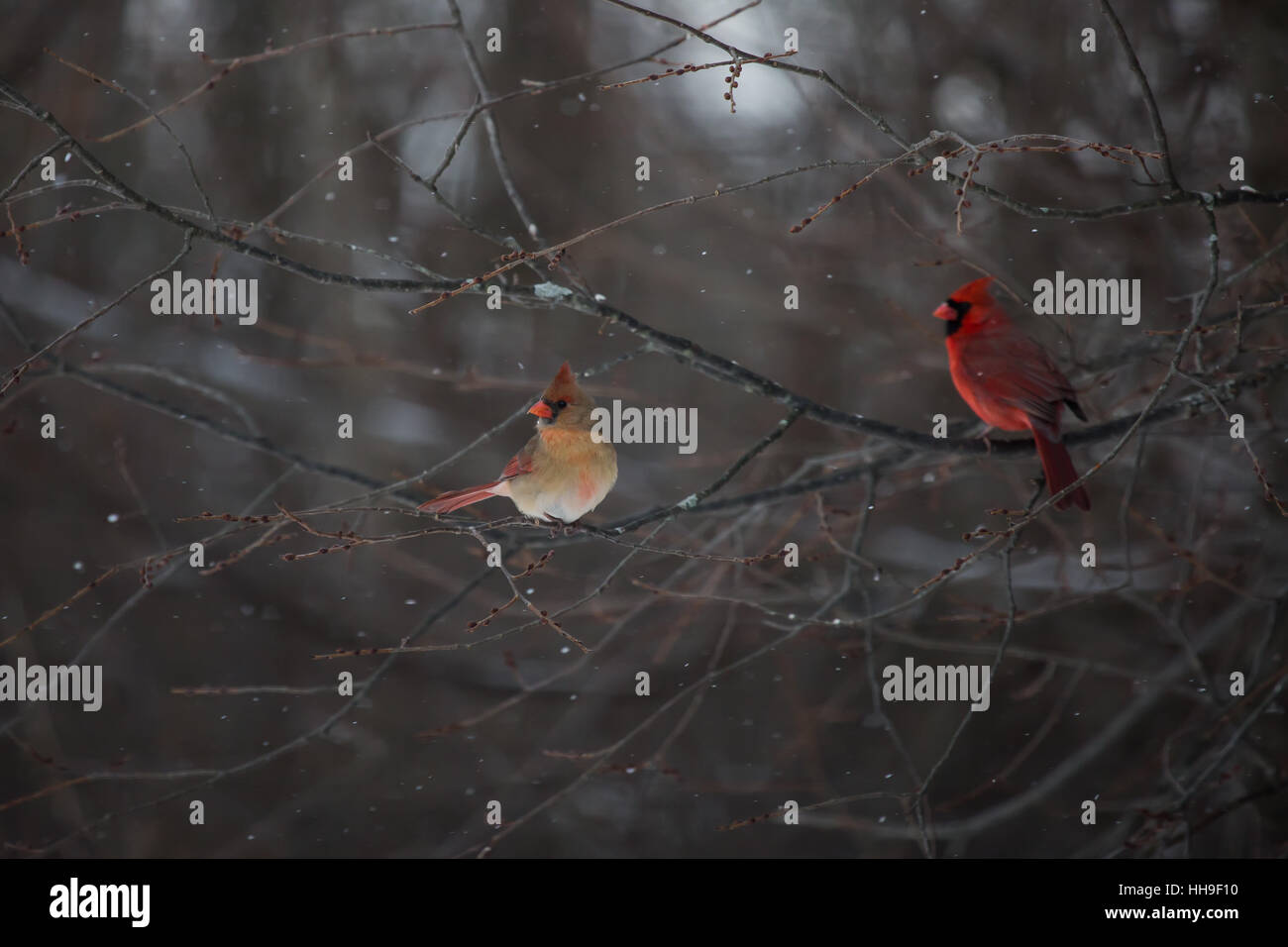 Cardinal in a winter woodland setting. Stock Photo