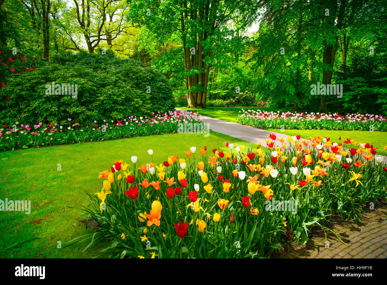 Garden in Keukenhof, tulip flowers and trees on background in spring. Netherlands, Europe. Stock Photo