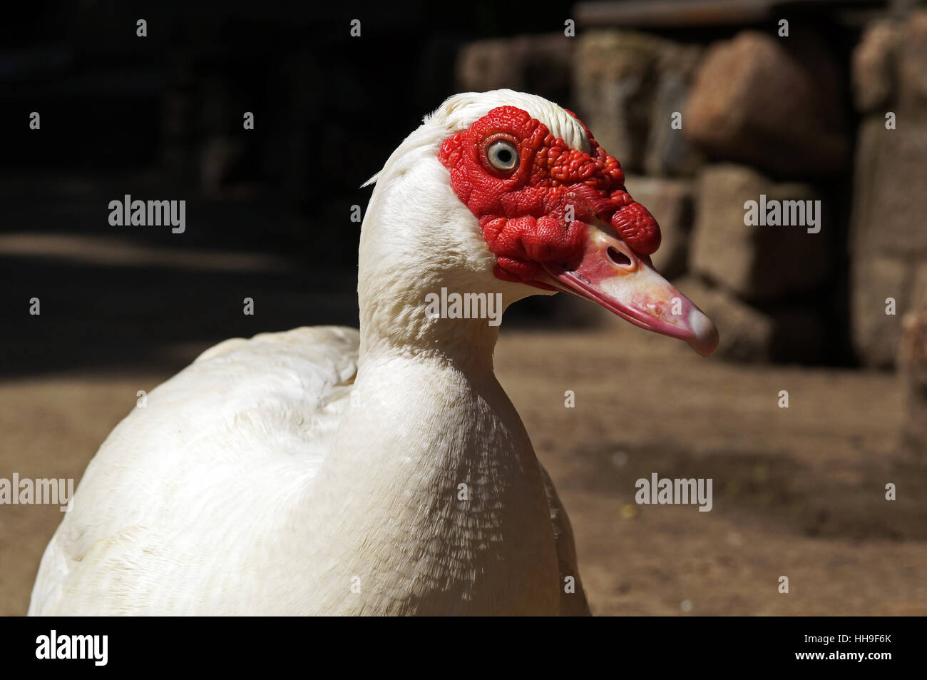 bird, animals, birds, ducks, animal, pet, bird, animals, pets, birds ...