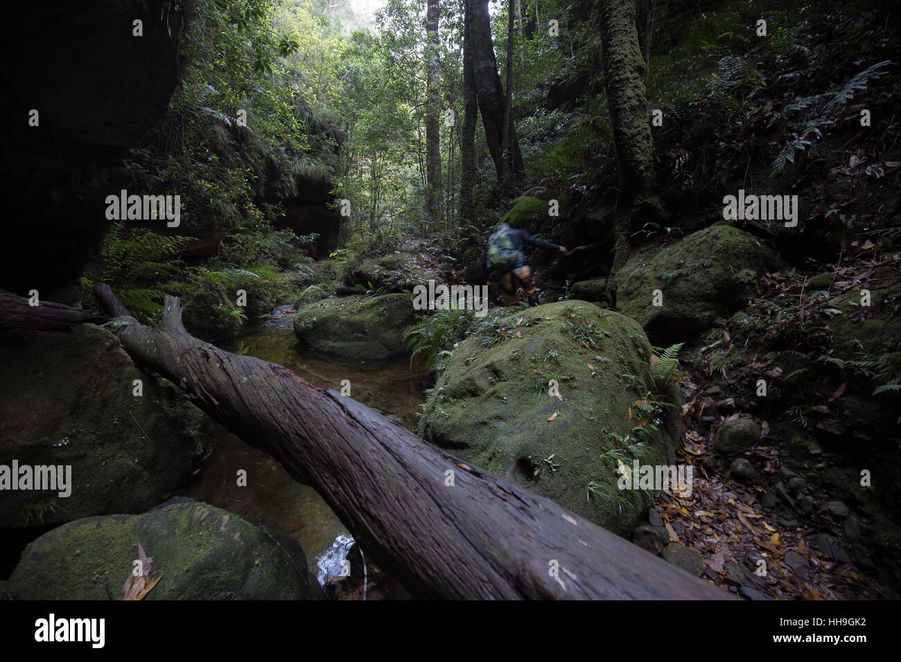 Rainforest canyon hi-res stock photography and images - Alamy