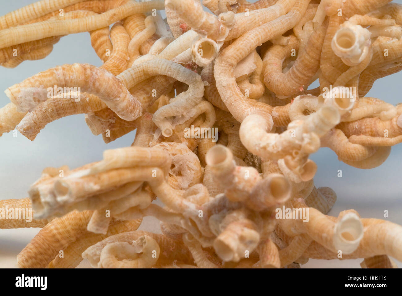 detail of some light brown serpulid worm tubes in light grey back Stock Photo