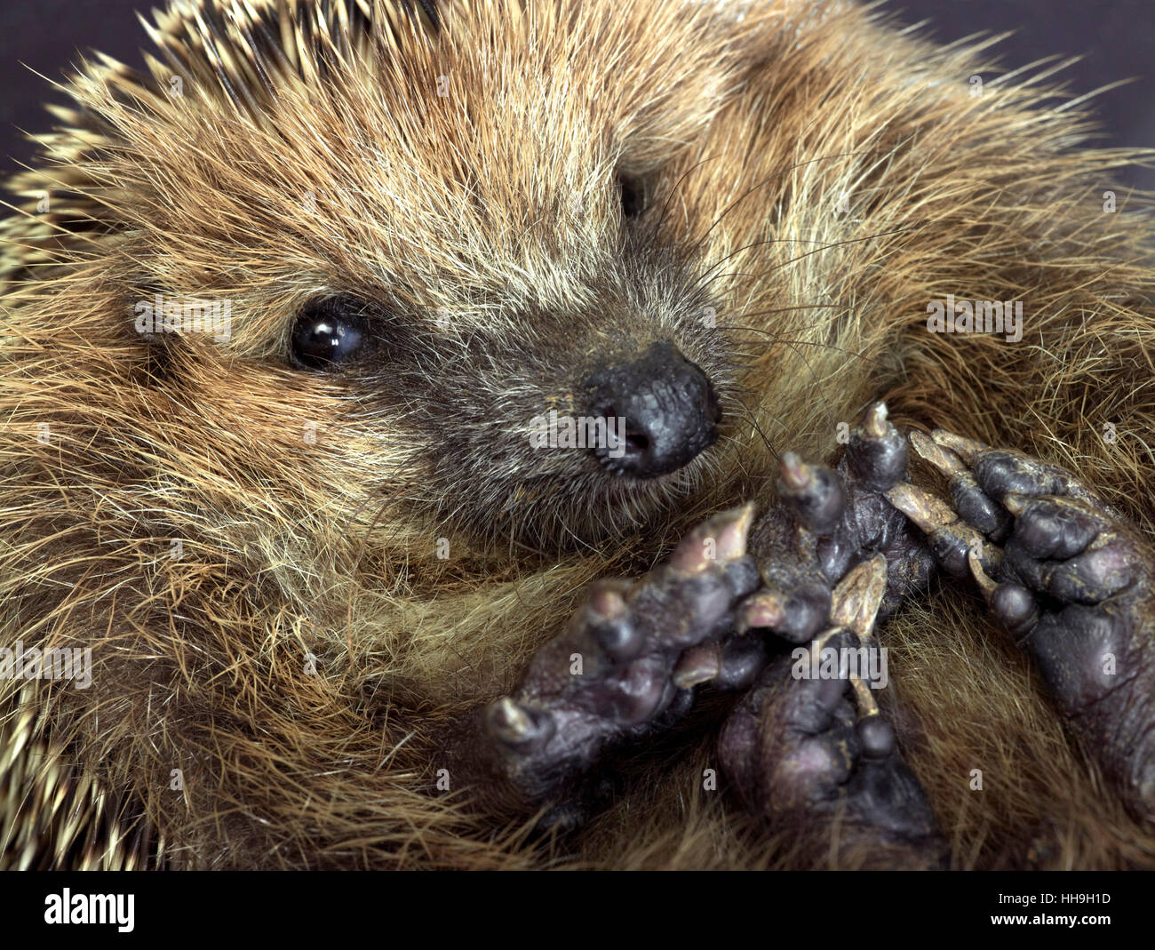 mammal, hedgehog, unrolled, beautiful, beauteously, nice, macro, close-up, Stock Photo