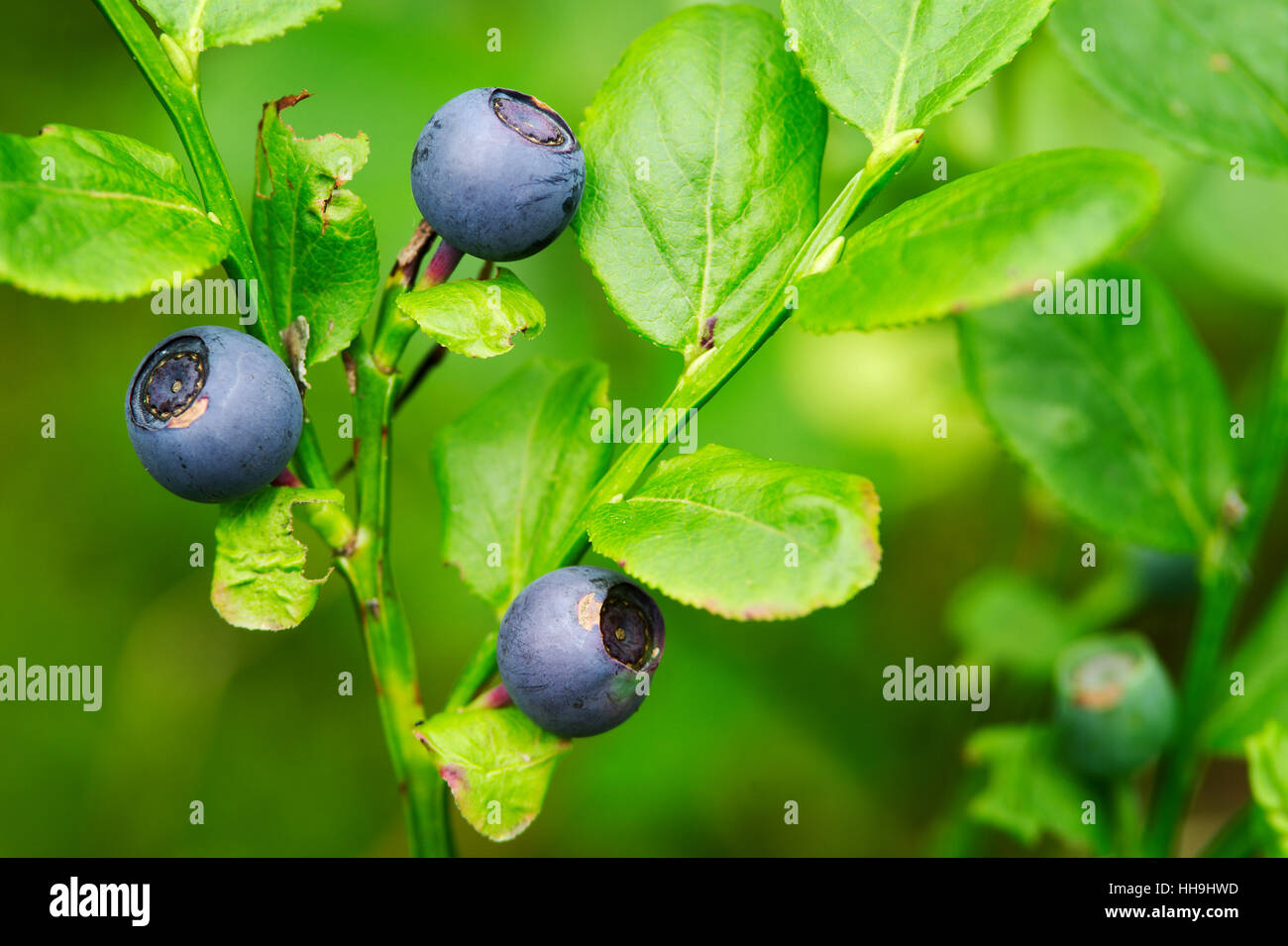 Fores fruits. Wild ripe bilberry fruits. Close up of bilberry berries growing on bush in the forest. Pomerania, northern Poland. Stock Photo