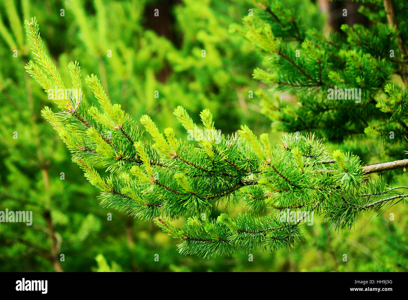 New growth on Scots or Scotch pine tree branch (Pinus sylvestris). Young evergreen coniferous plant sprouts. Pomerania, Poland. Stock Photo