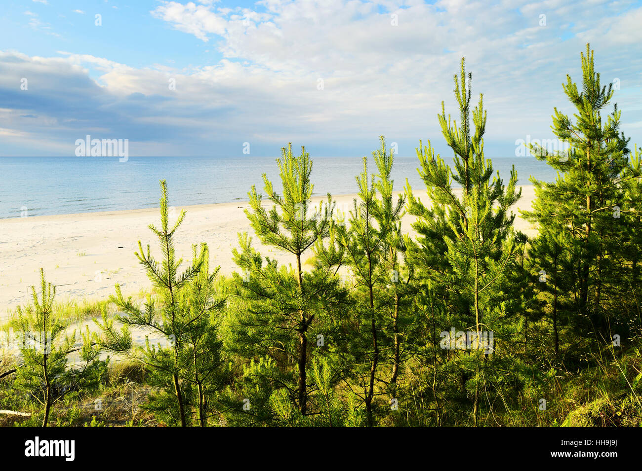 Young Scots or Scotch pine (Pinus sylvestris L.) trees growing on dunes near Baltic sea. Evergreen coniferous forest. Pomerania, Poland. Stock Photo