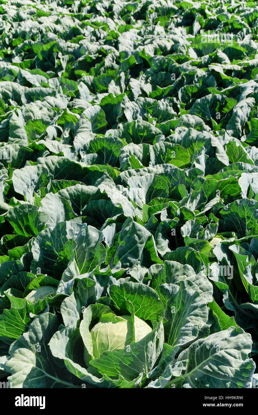 Plants in the cabbage family hires stock photography and images Alamy