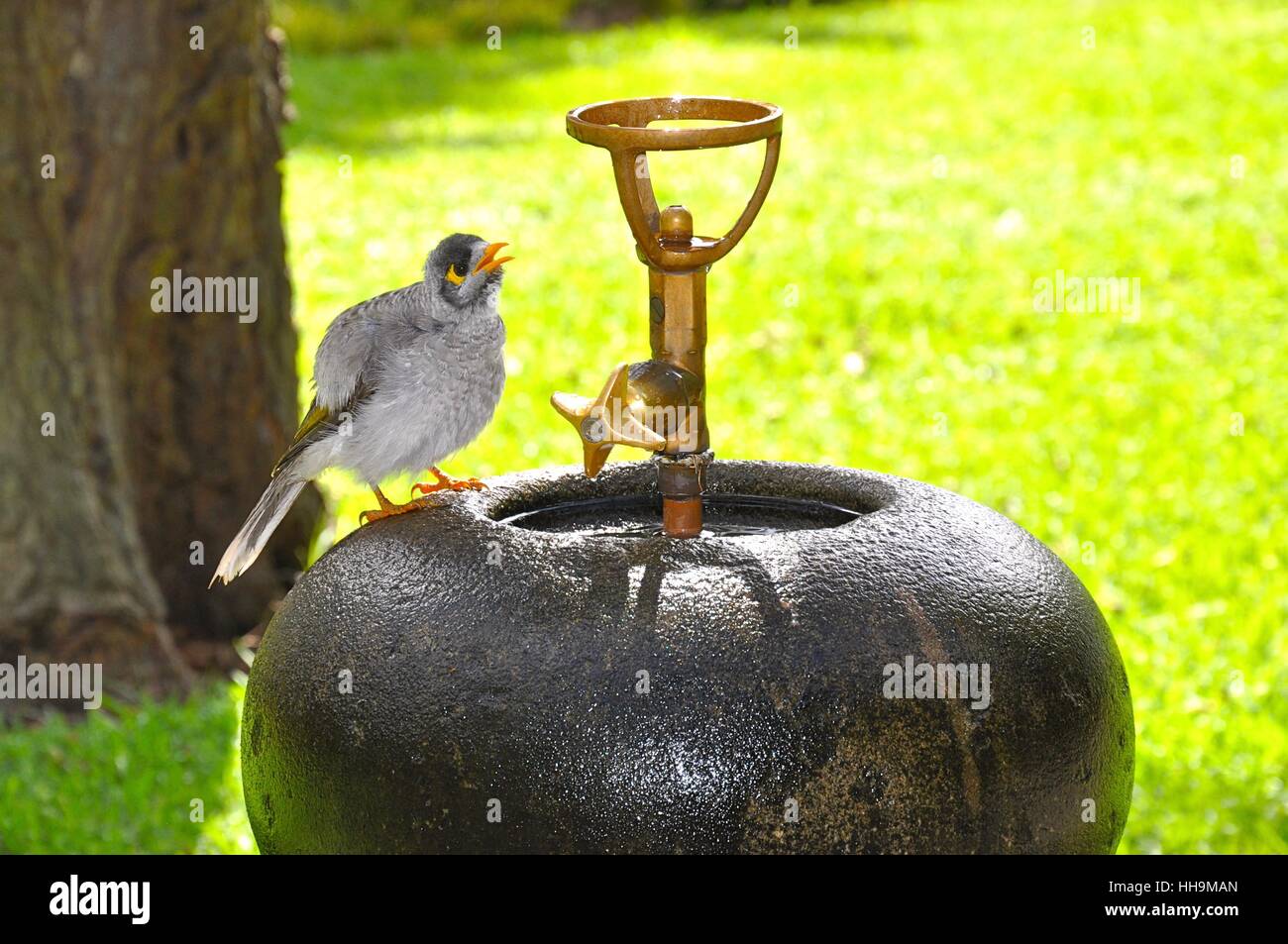 Australian Bird Noisy Miner Stock Photo 131135277 Alamy