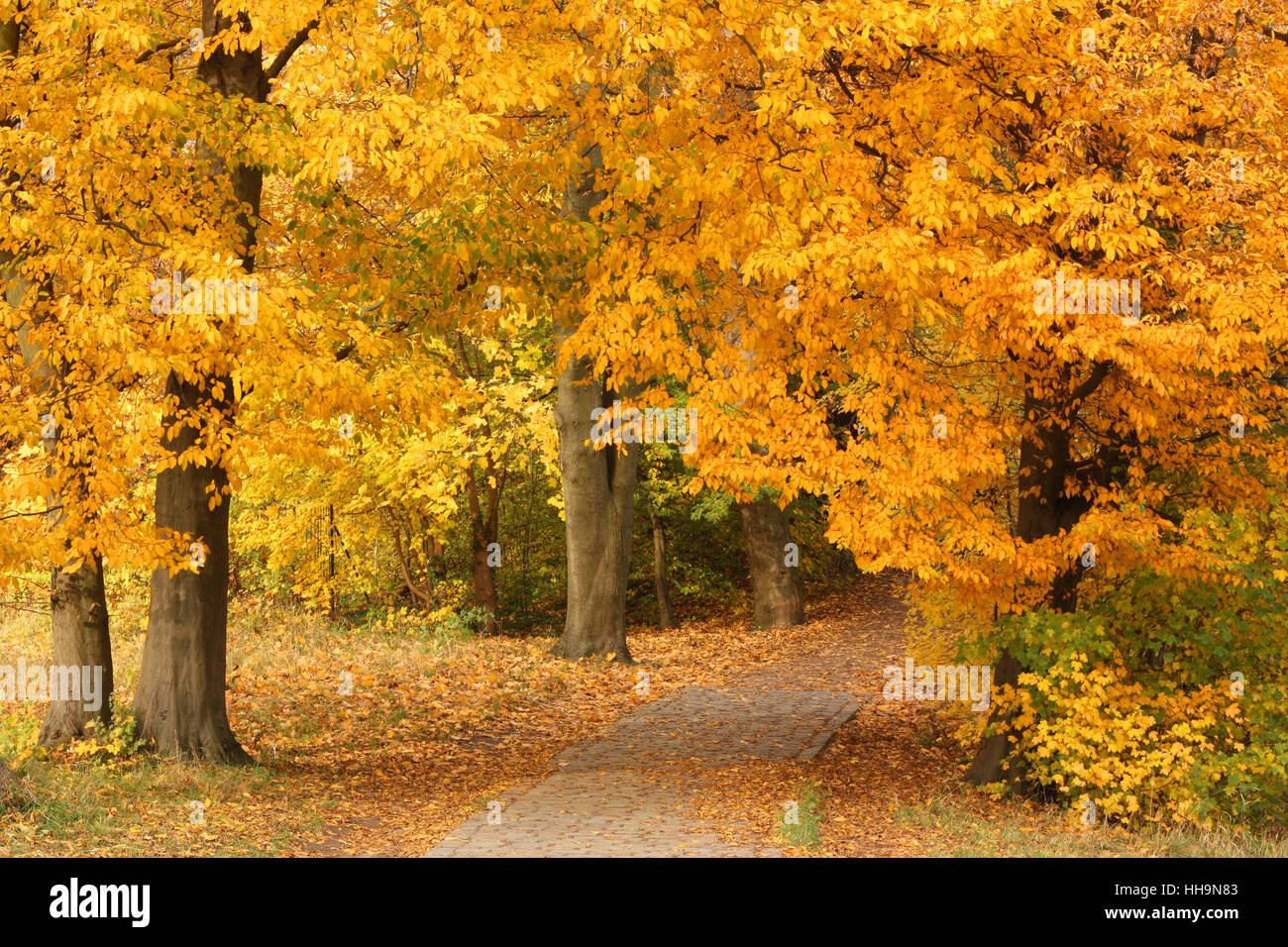 way between trees in the autumn leaves in the jenisch park in hamburg Stock Photo