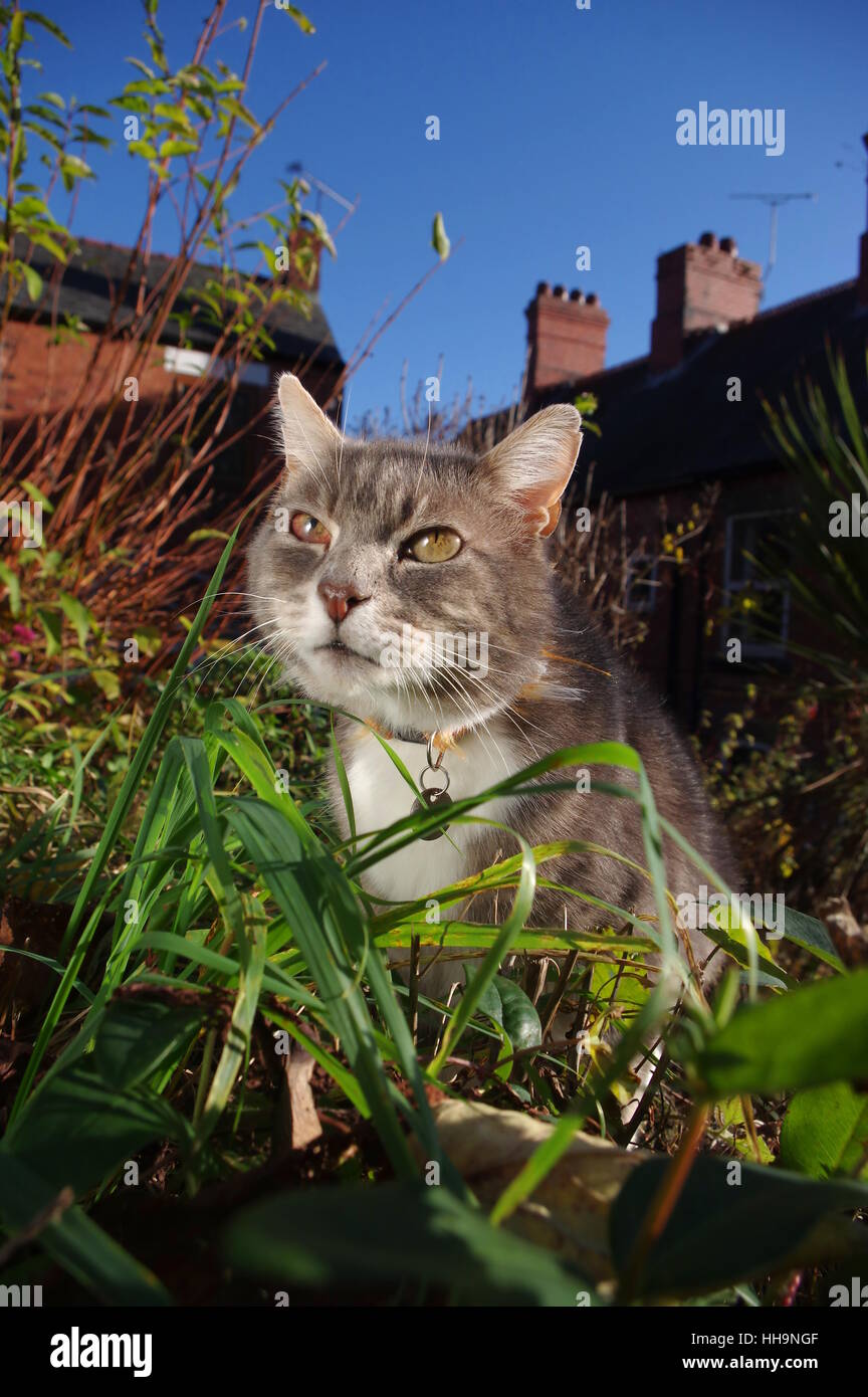 Tabby cat sitting in garden Stock Photo - Alamy