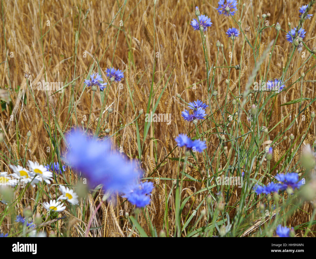 cornflowers in a barley field Stock Photo