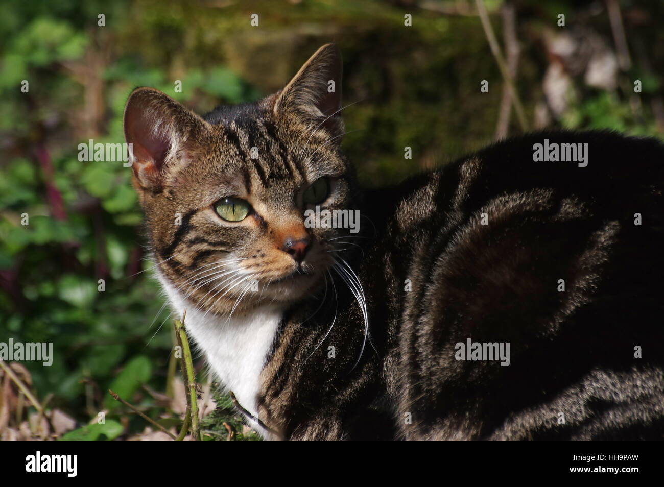 Close-up of tabby cat Stock Photo - Alamy