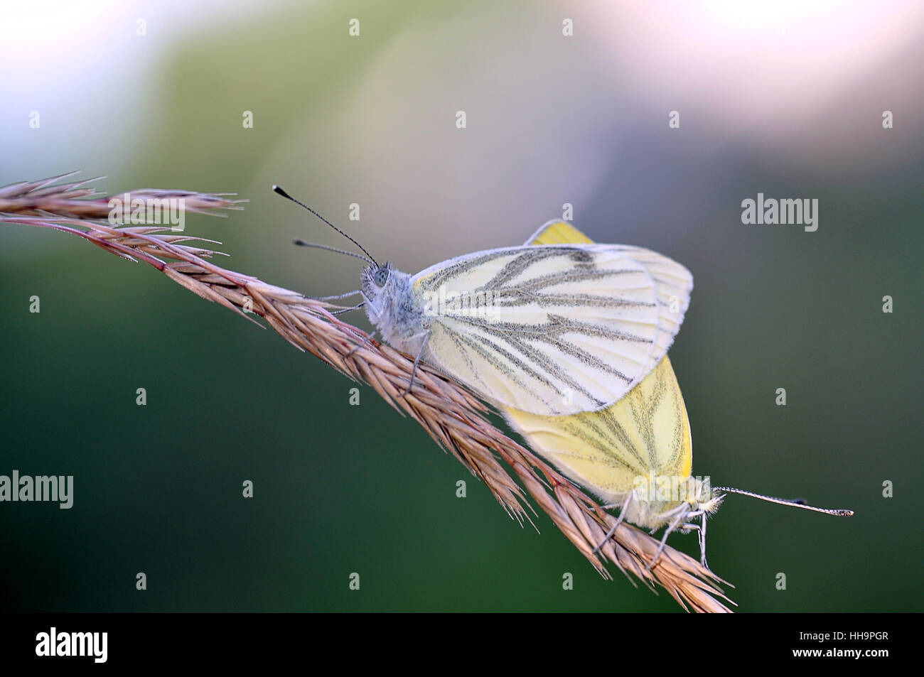 butterfly, butterflies, mating, mate, couple, pair, insects, butterfly