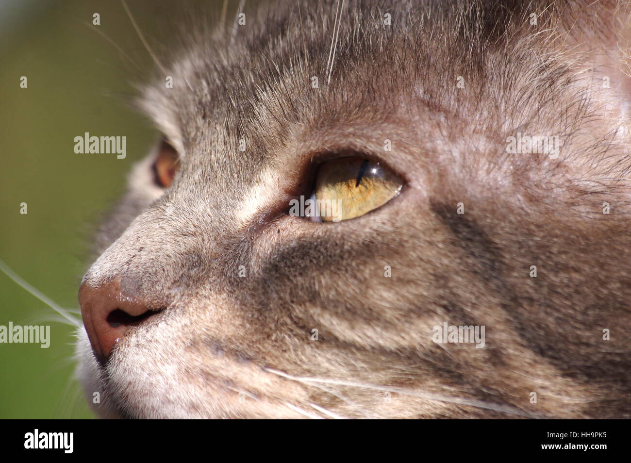 Close-up of tabby cat Stock Photo - Alamy