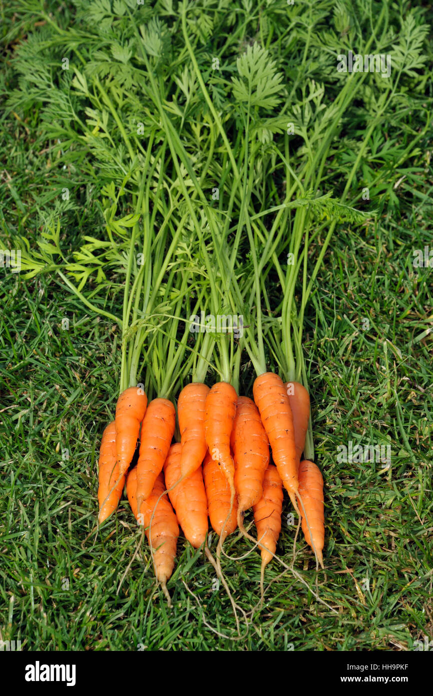 Baby carrots growing hi-res stock photography and images - Alamy