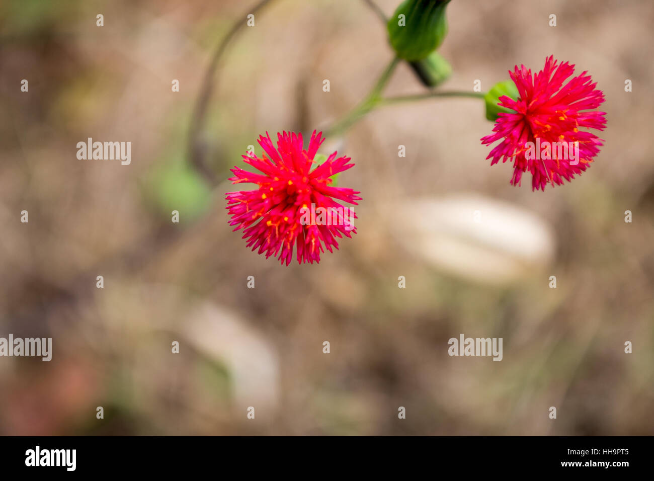 Purple and yellow flower hi-res stock photography and images - Alamy