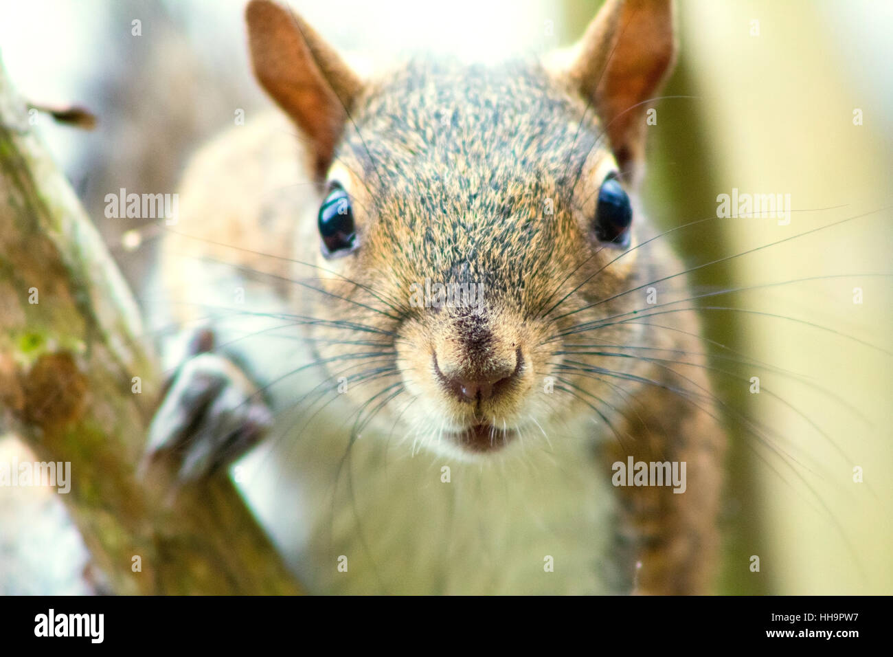 A squirrel in a tree Stock Photo