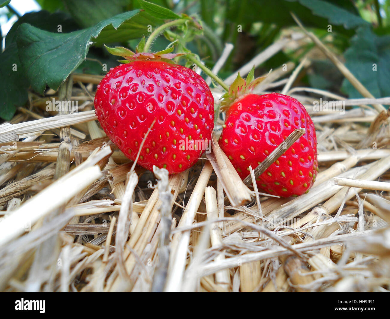 pick, basket, collect, collecting, strawberries, pick, macro, closeup