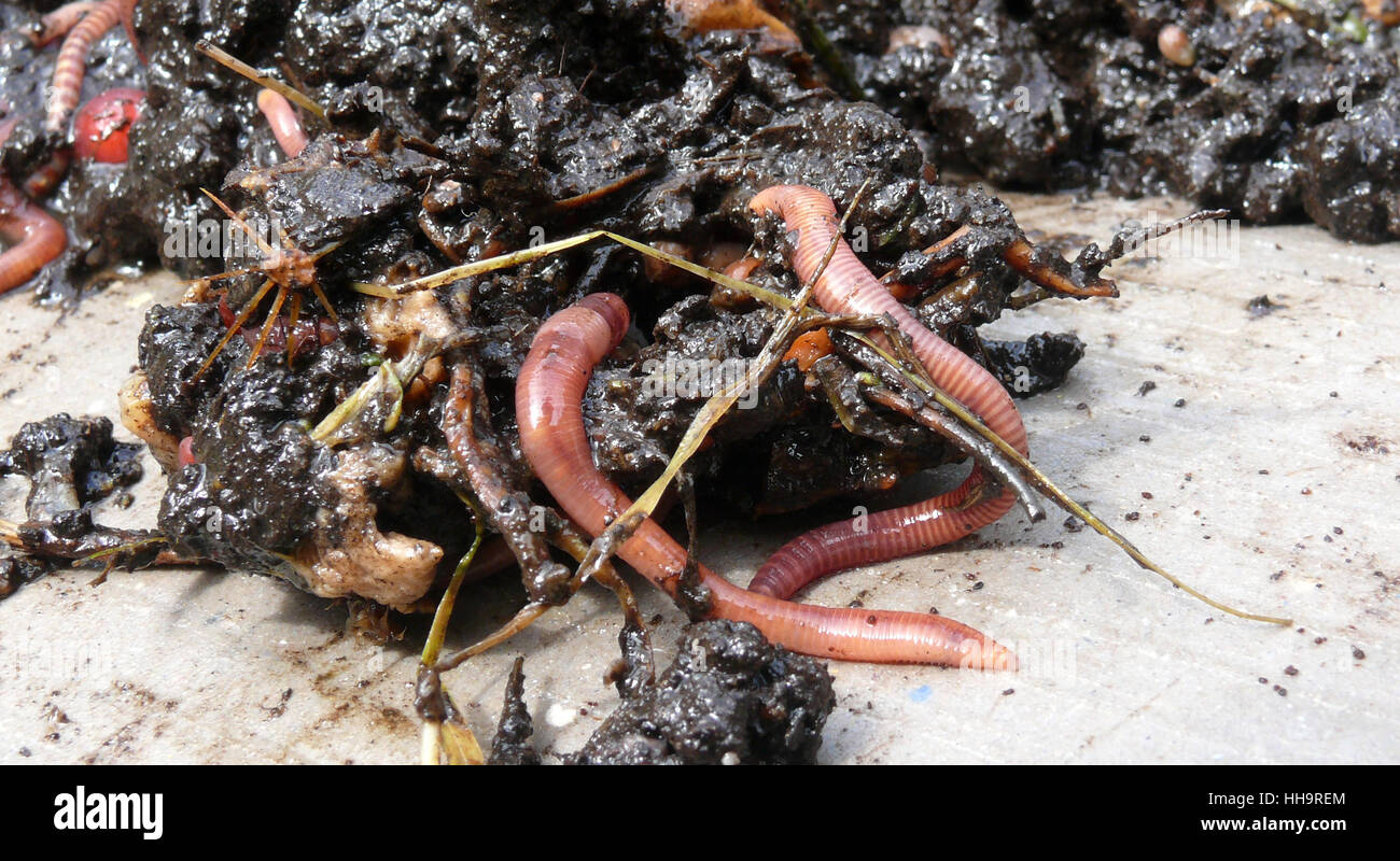 compost, compost heap, conversion, macro, close-up, macro admission, close up Stock Photo