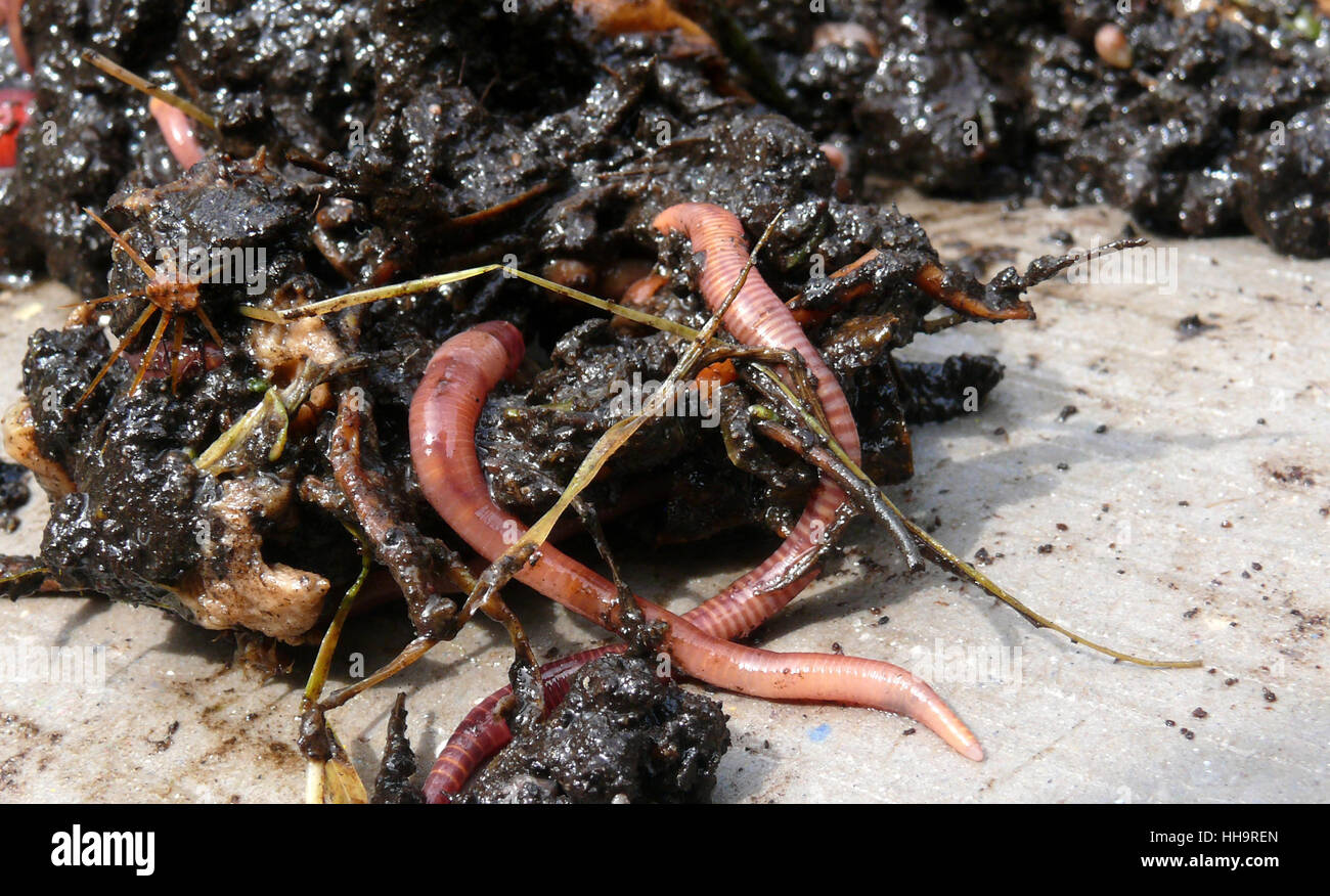 trash, compost, compost heap, macro, close-up, macro admission, close up view, Stock Photo