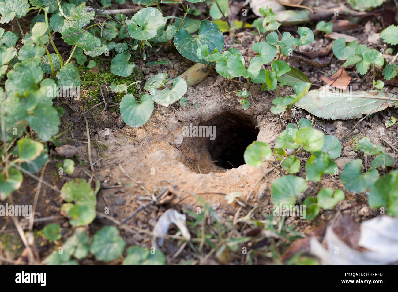 Chipmunk plunge hole - USA Stock Photo