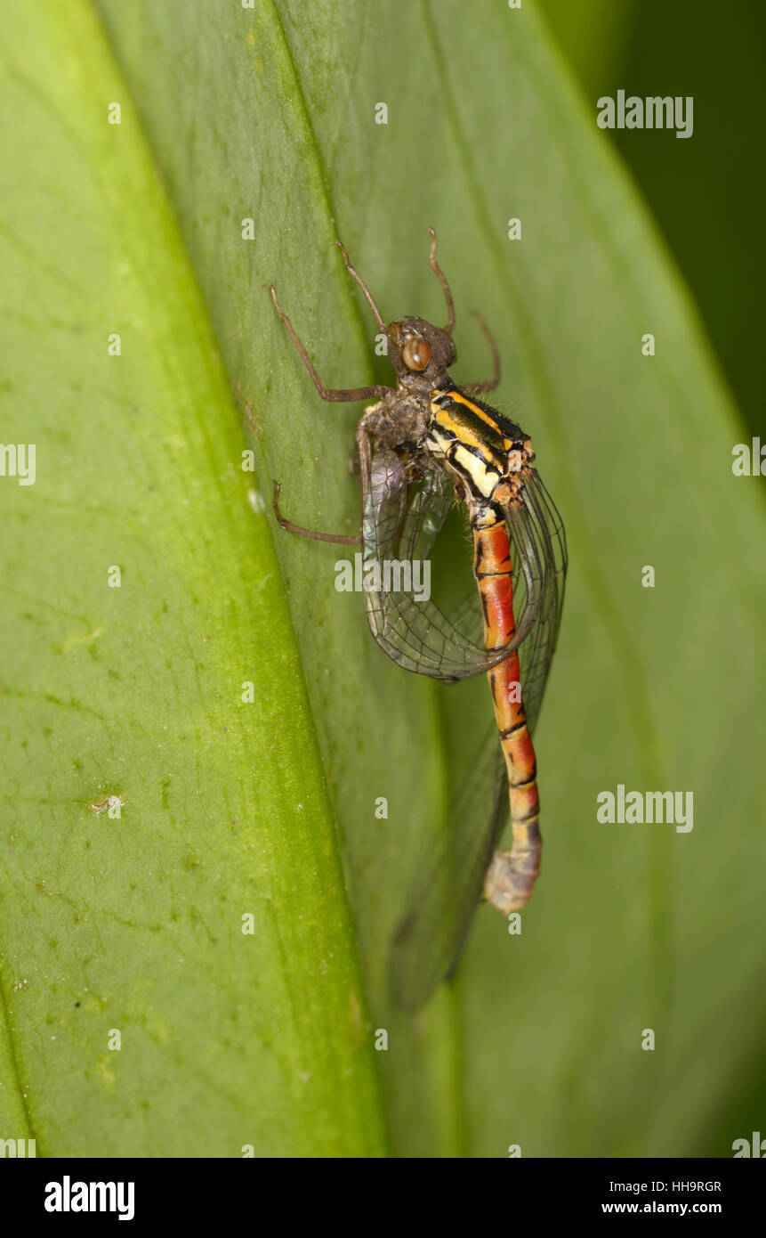 insect, dragonfly, hatch, macro, close-up, macro admission, close up ...