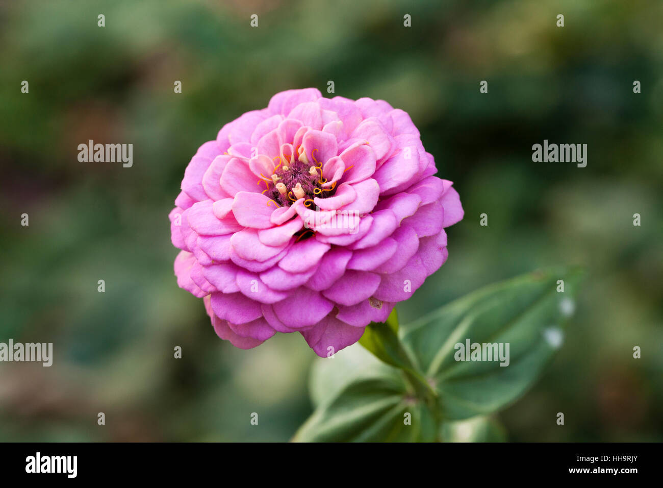 Pink zinnia flower closeup USA Stock Photo Alamy