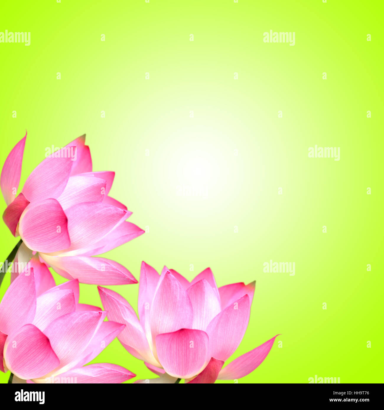 How One Simple Flower and Blue Ignites Space in Your Garden