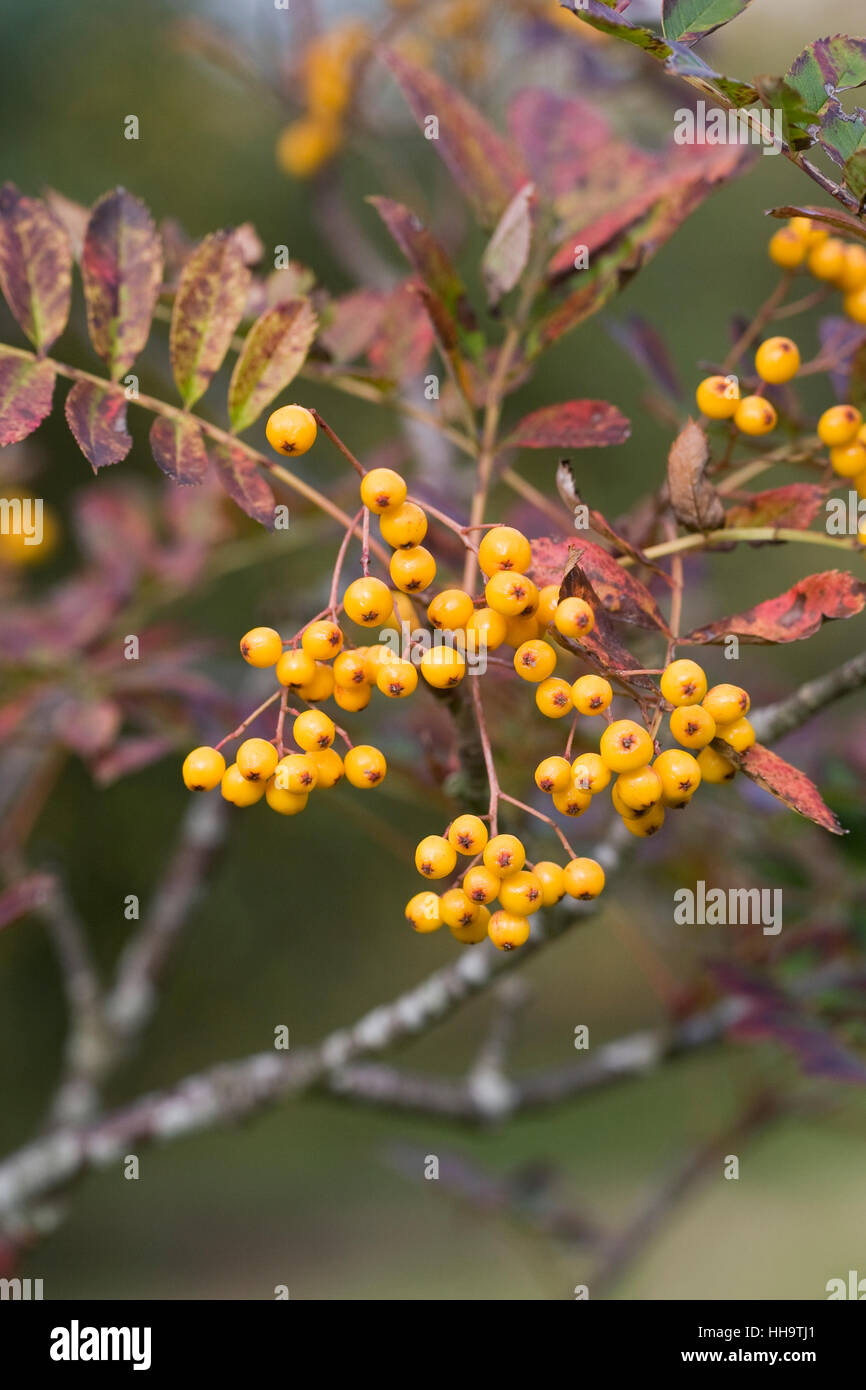 Sorbus 'Wisley Gold' berries in Autumn. Stock Photo