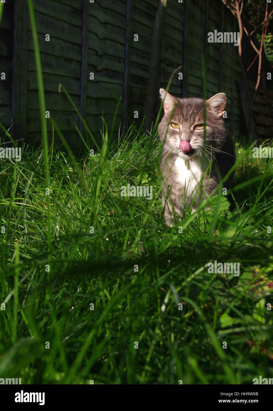 Tabby cat licking lips in garden Stock Photo Alamy