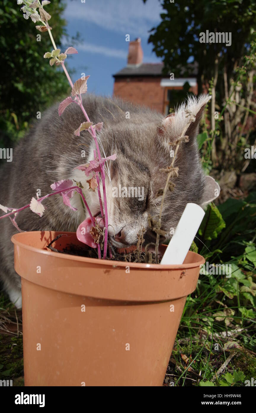 Tabby cat and catnip plant Stock Photo