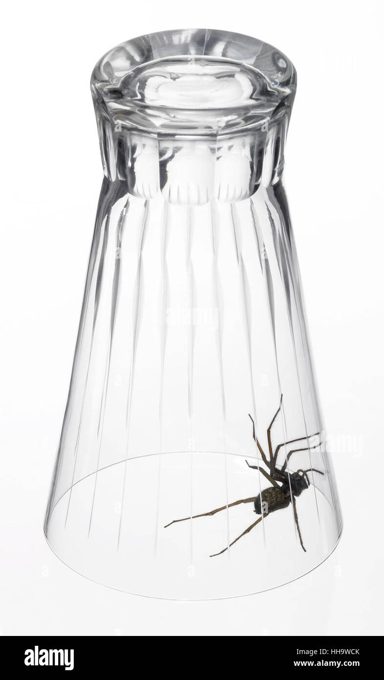 studio photography of a spider caught with a drinking glass, in white back Stock Photo