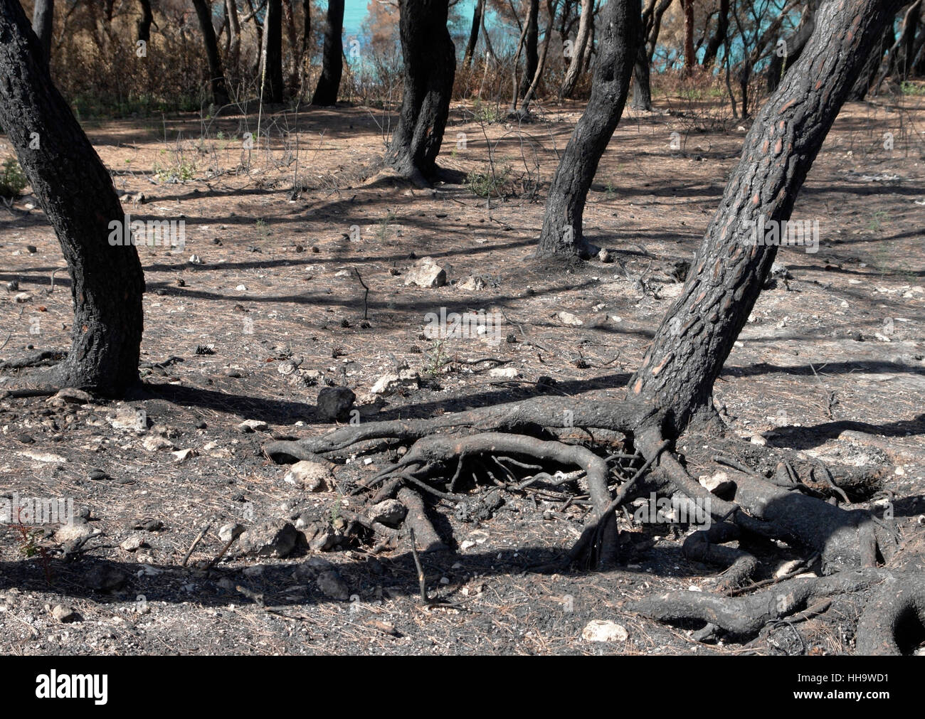 Fire root hi-res stock photography and images - Alamy