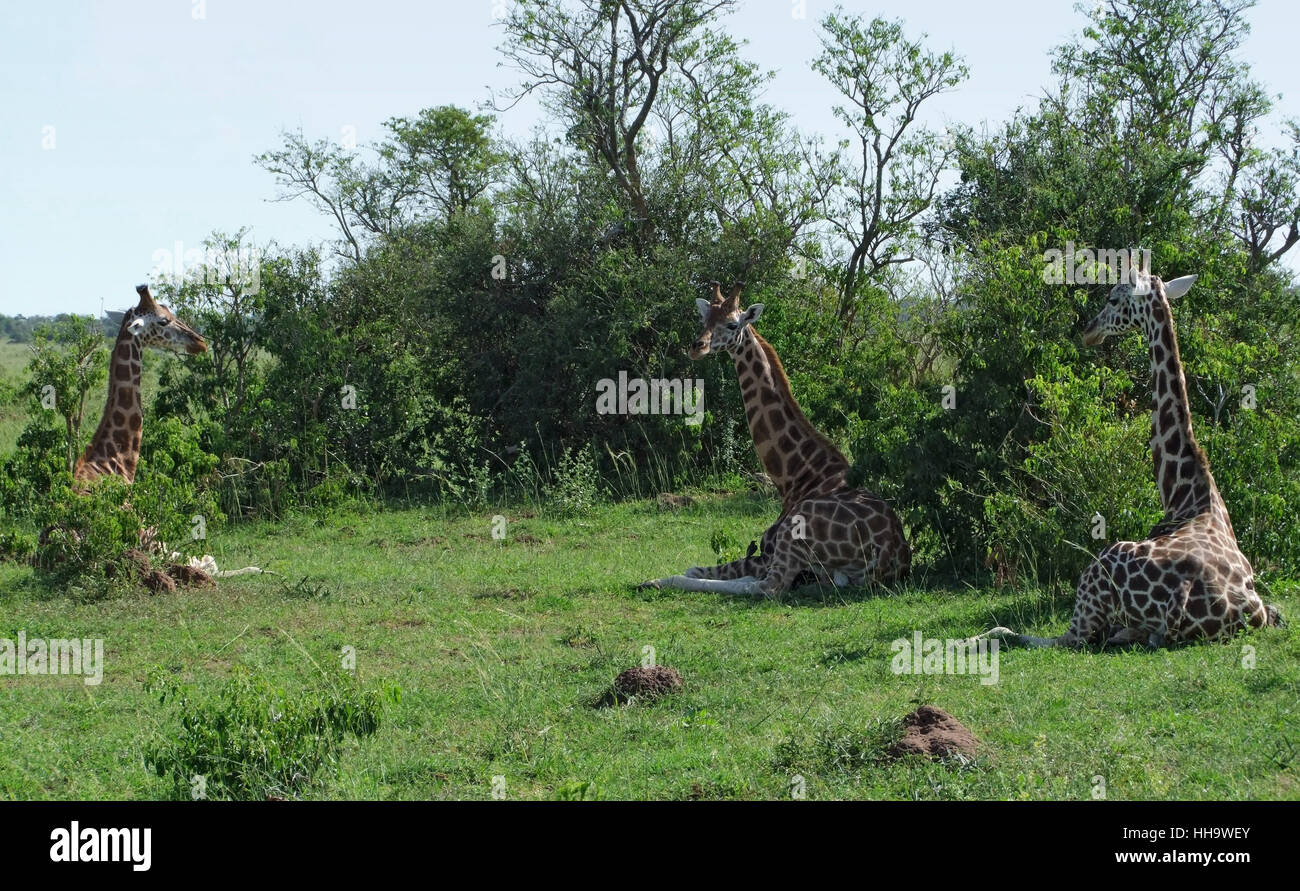 resting giraffes in uganda Stock Photo