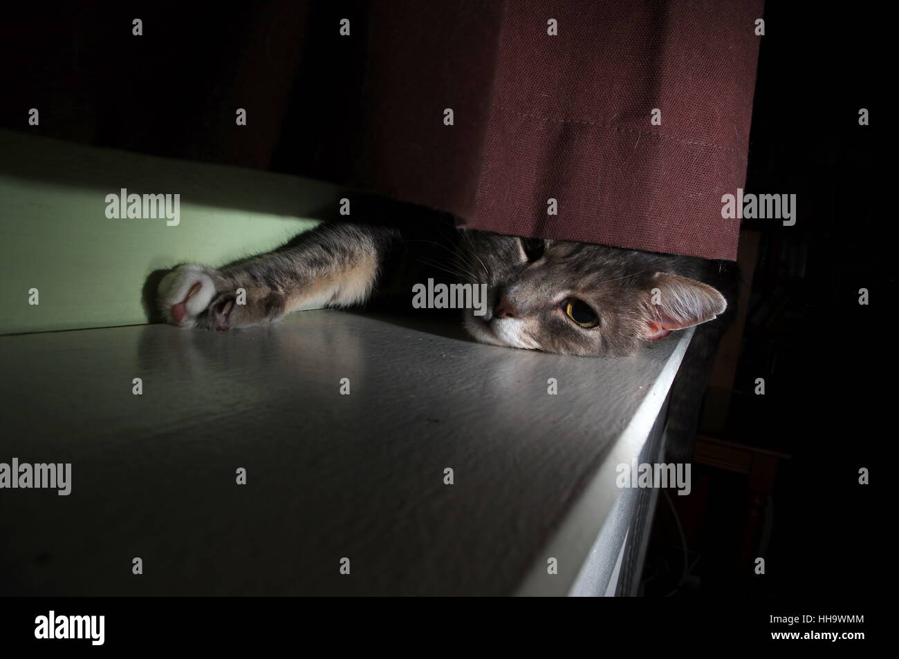 Tabby cat hiding behind curtain Stock Photo Alamy
