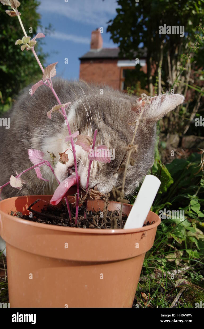 Tabby cat and catnip plant Stock Photo