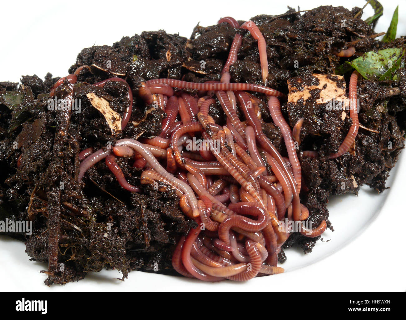 compost worms Stock Photo