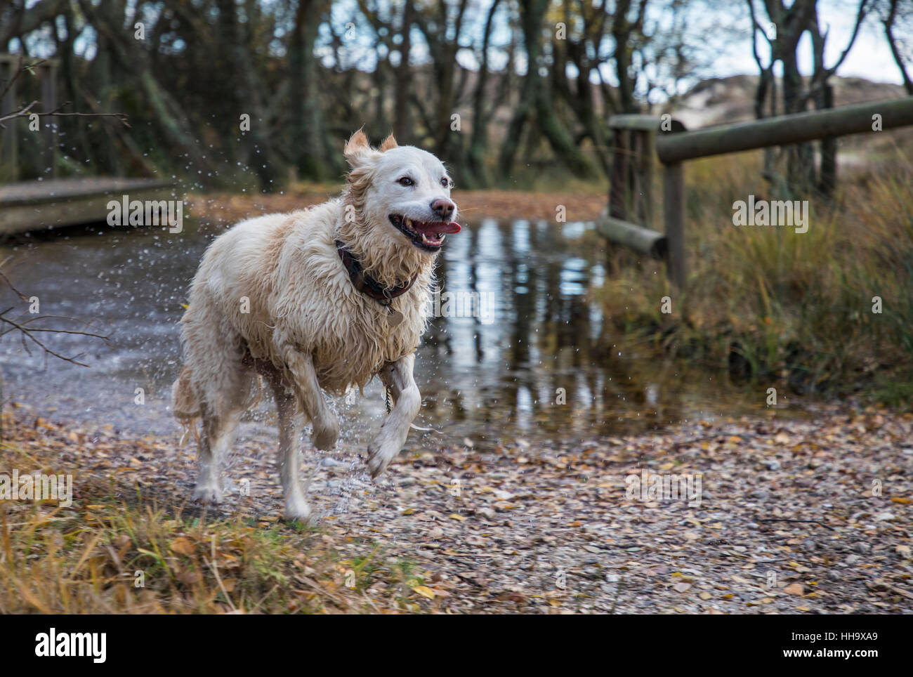 happy wet dog just run through puddle with water spray Stock Photo Alamy