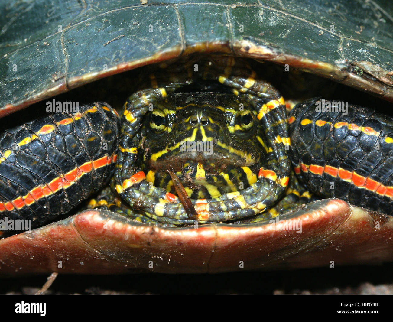 turtle, painted, tortoise, macro, close-up, macro admission, close up ...