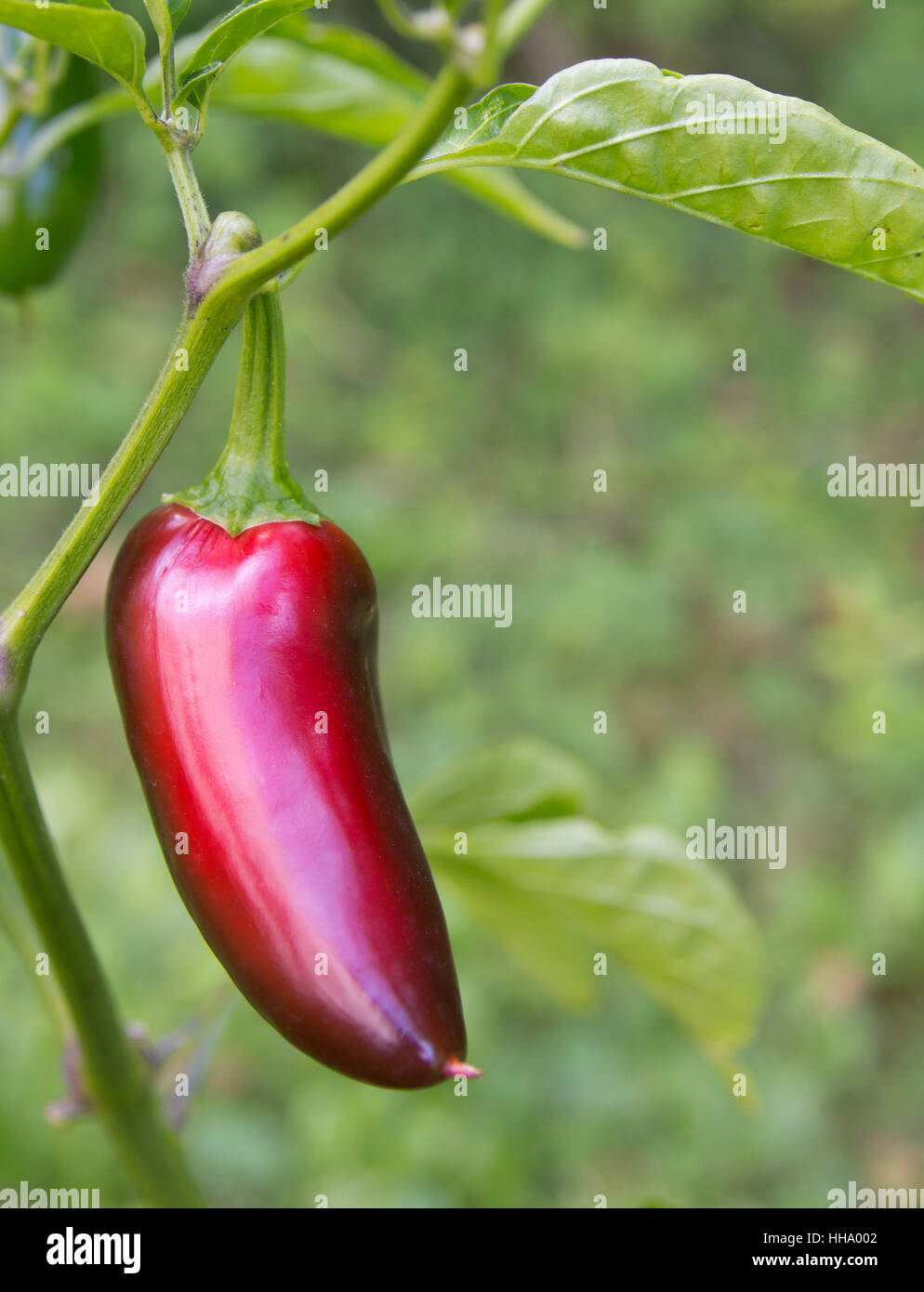 Capsicum annuum jalapenos hires stock photography and images Alamy