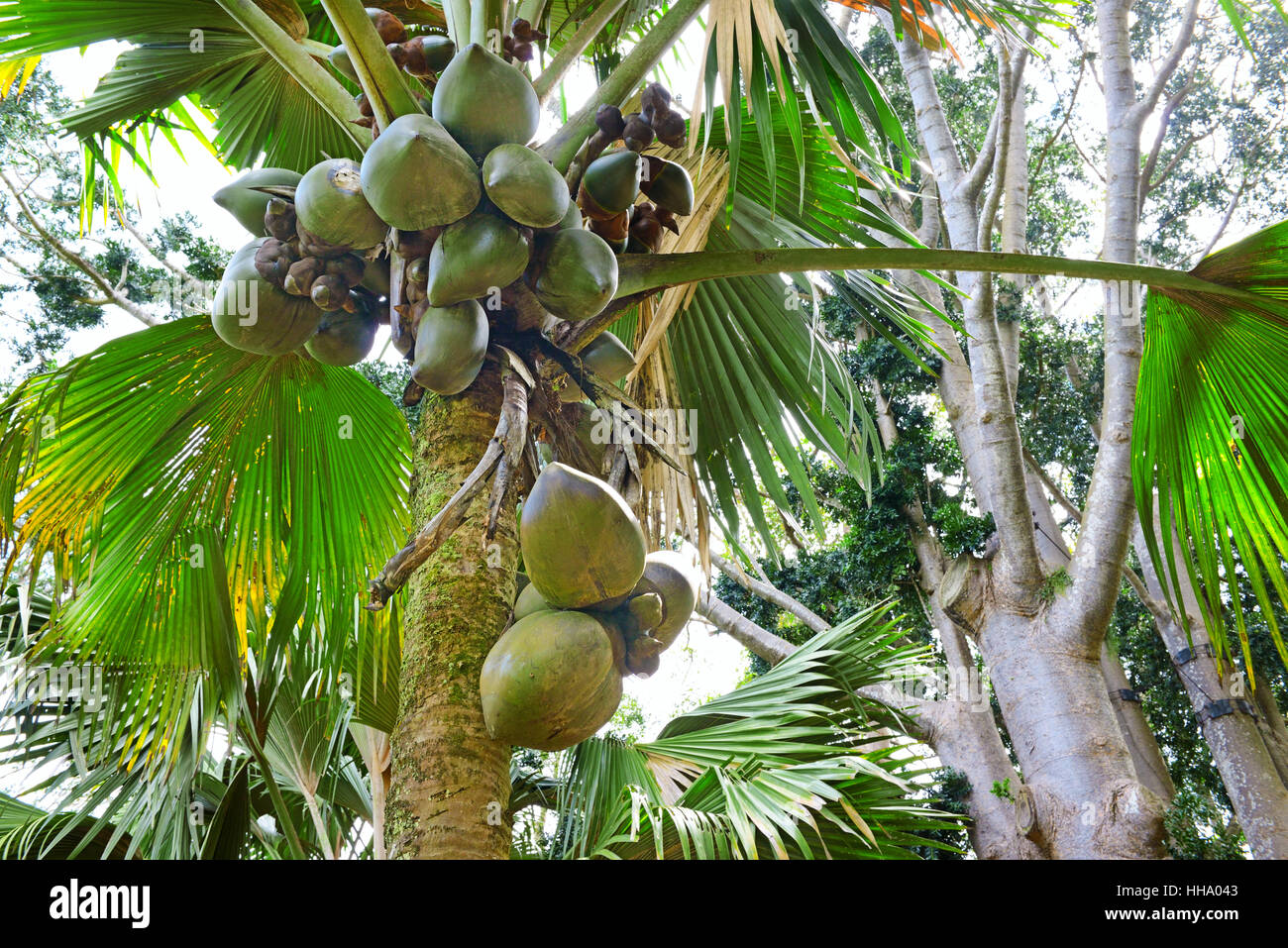 Coconut tree fruit hi-res stock photography and images - Alamy