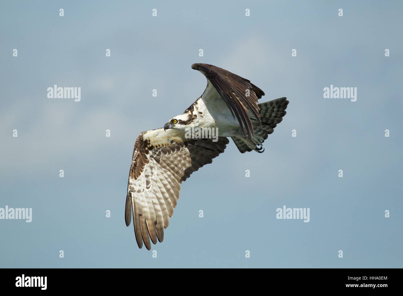Osprey in flight Stock Photo
